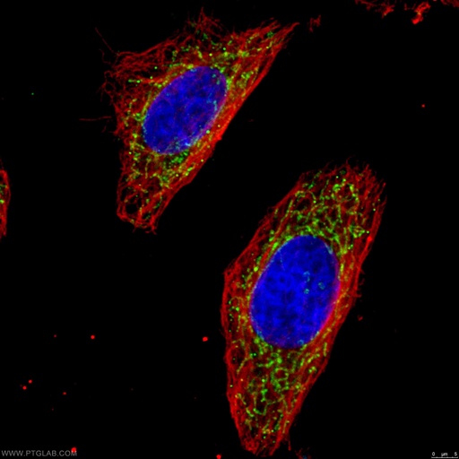 [15212-1-AP-20UL] OGDH Polyclonal antibody