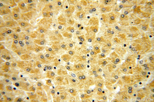 [15226-1-AP-20UL] RPL21 Polyclonal antibody