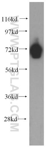 [15245-1-AP-150UL] PCDHB5 Polyclonal antibody