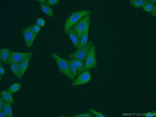 [15251-1-AP-20UL] GEMIN8 Polyclonal antibody