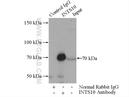 [15271-1-AP-20UL] INTS10 Polyclonal antibody