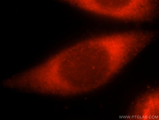 [15272-1-AP-20UL] RIBC2 Polyclonal antibody