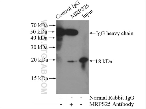 [15277-1-AP-150UL] MRPS25 Polyclonal antibody