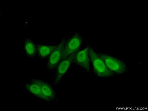 [15278-1-AP-20UL] POLE3 Polyclonal antibody