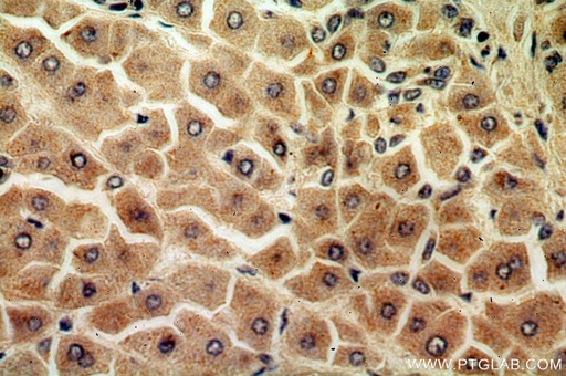 [15285-1-AP-20UL] URM1 Polyclonal antibody