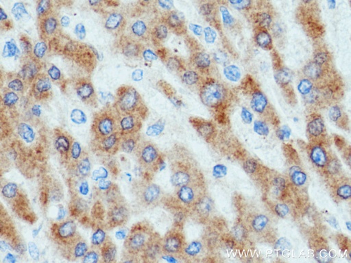 [15299-1-AP-20UL] WWOX Polyclonal antibody