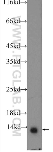 [15300-1-AP-150UL] NDUFA7 Polyclonal antibody