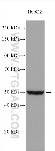 [15318-1-AP-20UL] PI4K2A Polyclonal antibody