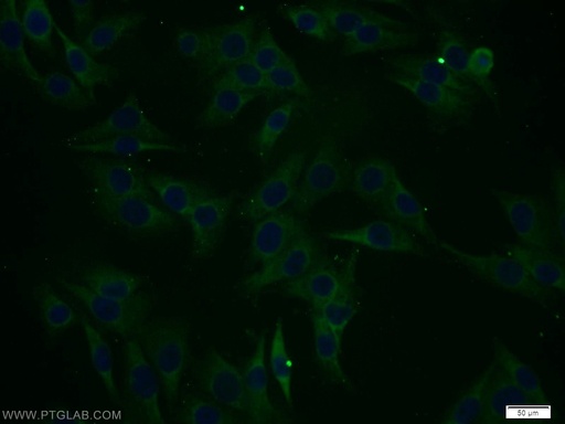 [15330-1-AP-20UL] RCL1 Polyclonal antibody