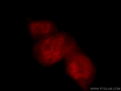 [15334-1-AP-150UL] POLR2F Polyclonal antibody