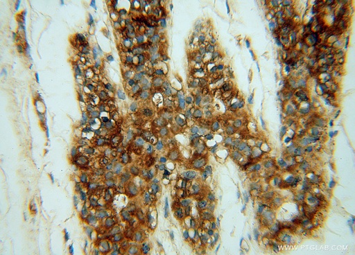 [15341-1-AP-150UL] CHST12 Polyclonal antibody