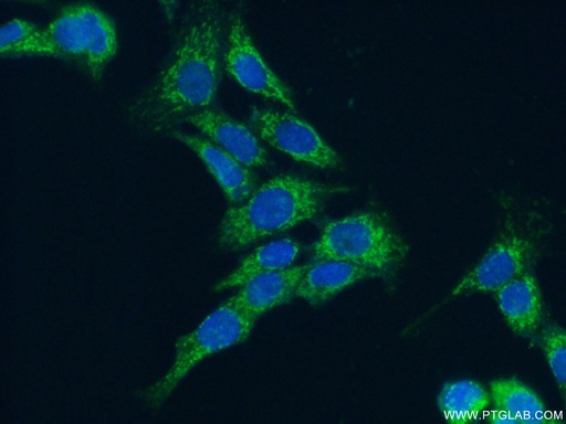 [15342-1-AP-150UL] MRPL9 Polyclonal antibody