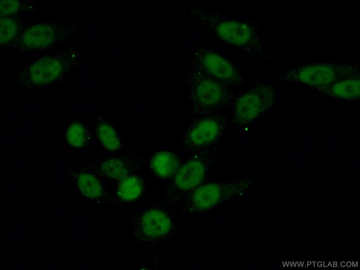 [15347-1-AP-20UL] UBA2 Polyclonal antibody