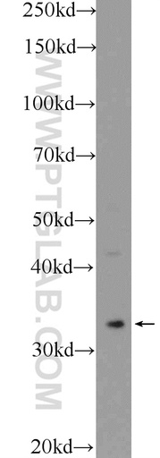 [15357-1-AP-150UL] Cyclophilin E Polyclonal antibody