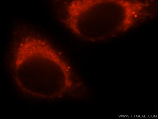 [15370-1-AP-150UL] NFS1 Polyclonal antibody