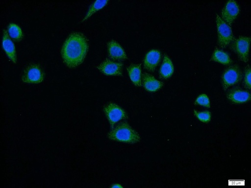[15379-1-AP-20UL] SURF1 Polyclonal antibody