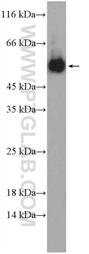 [15380-1-AP-150UL] NDP Polyclonal antibody
