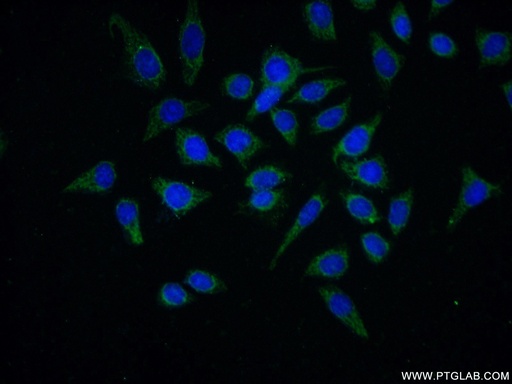 [15384-1-AP-150UL] CEL Polyclonal antibody