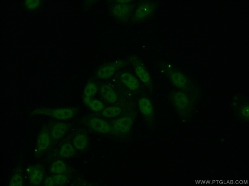 [15387-1-AP-150UL] RPL6 Polyclonal antibody
