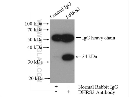 [15393-1-AP-150UL] DHRS3 Polyclonal antibody