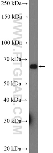 [15394-1-AP-150UL] FMO4 Polyclonal antibody