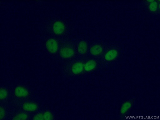 [15395-1-AP-20UL] PRMT6 Polyclonal antibody