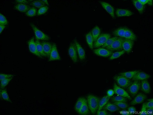 [15397-1-AP-20UL] SEC13 Polyclonal antibody