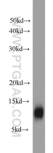 [15403-1-AP-150UL] YPEL3 Polyclonal antibody