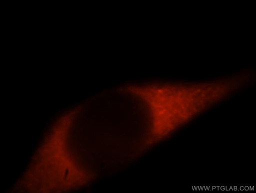[15406-1-AP-20UL] HDLBP Polyclonal antibody