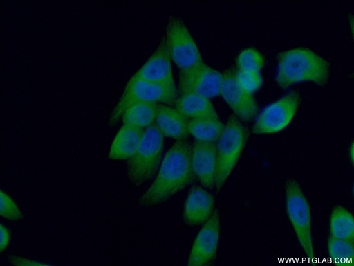 [15409-1-AP-20UL] NUBP2 Polyclonal antibody
