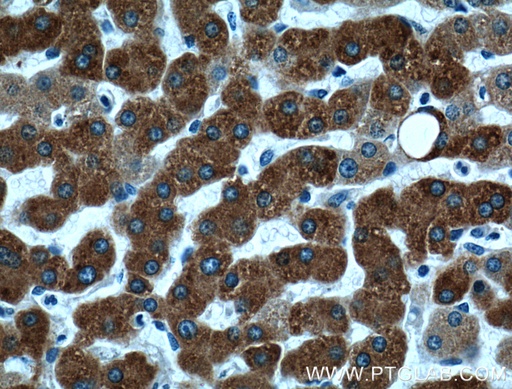 [15418-1-AP-20UL] ECE2 Polyclonal antibody