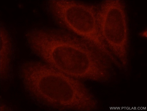 [15422-1-AP-150UL] Bif-1 Polyclonal antibody
