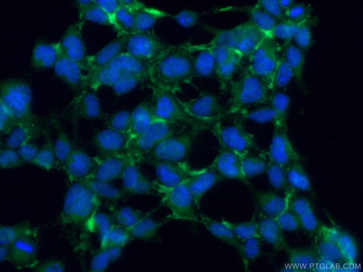 [15426-1-AP-20UL] CD300LG Polyclonal antibody