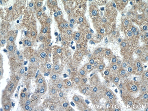 [15434-1-AP-20UL] SSU72 Polyclonal antibody