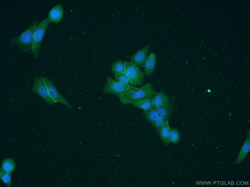 [15437-1-AP-20UL] EPB41L2 Polyclonal antibody
