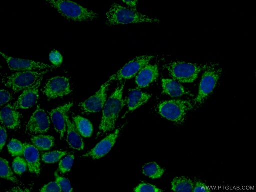 [15440-1-AP-20UL] LONP1 Polyclonal antibody