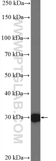 [15448-1-AP-20UL] HOXC8 Polyclonal antibody