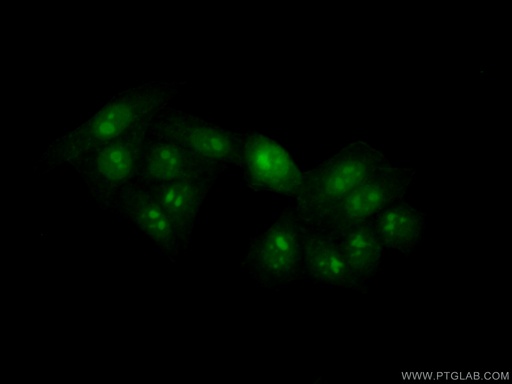 [15456-1-AP-150UL] NOL12 Polyclonal antibody