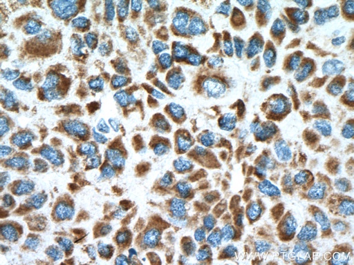 [15462-1-AP-20UL] MDH2 Polyclonal antibody