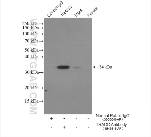 [15468-1-AP-150UL] TRADD Polyclonal antibody