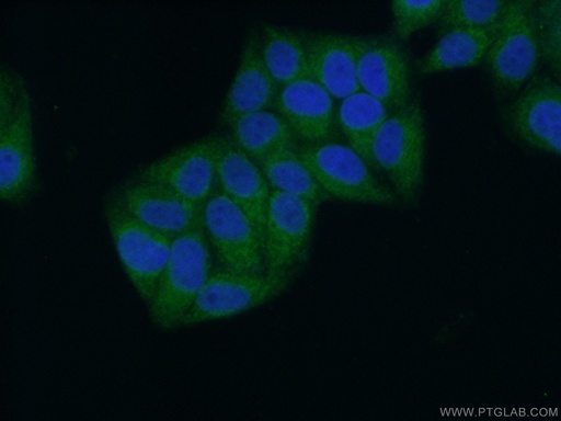 [15469-1-AP-20UL] CYB5B Polyclonal antibody