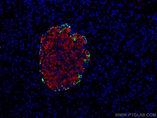[15493-1-AP-20UL] Pancreatic Polypeptide Polyclonal antibody