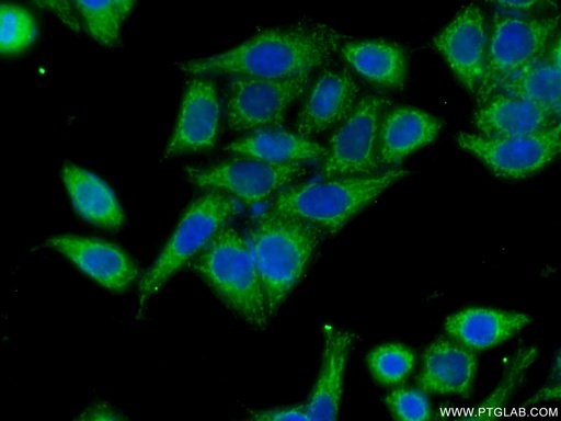 [15519-1-AP-150UL] HACL1 Polyclonal antibody