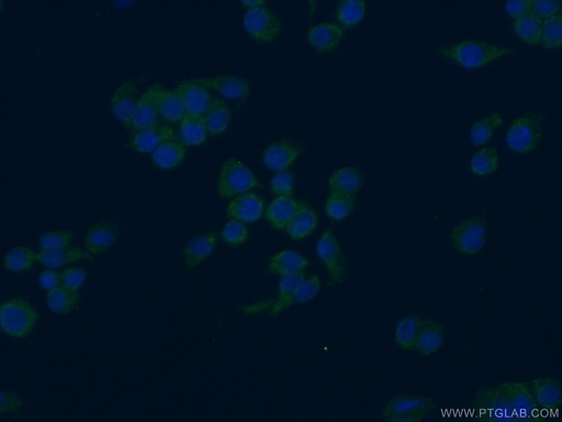[15526-1-AP-150UL] PAFAH Polyclonal antibody