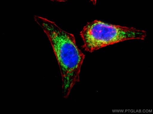 [15528-1-AP-150UL] CABC1 Polyclonal antibody