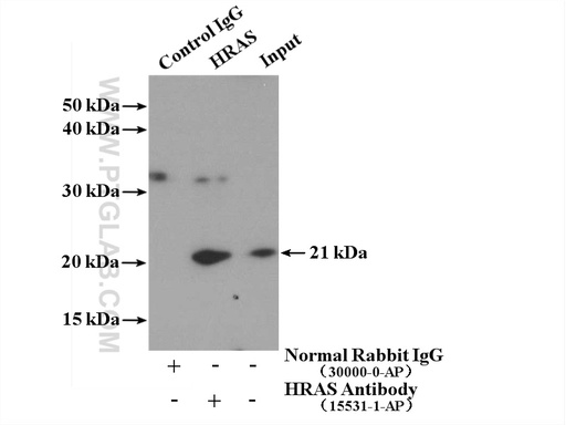 [15531-1-AP-150UL] HRAS Polyclonal antibody