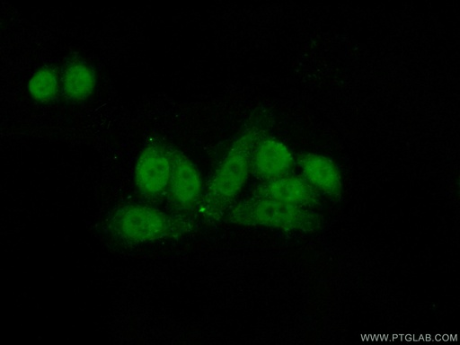 [15537-1-AP-20UL] CSTF1 Polyclonal antibody