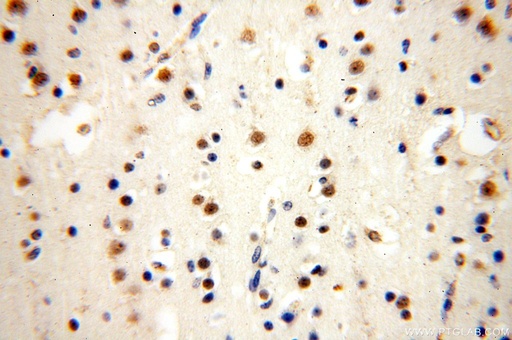 [15544-1-AP-150UL] WDR5 Polyclonal antibody