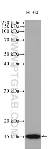 [15546-1-AP-20UL] VAMP8 Polyclonal antibody