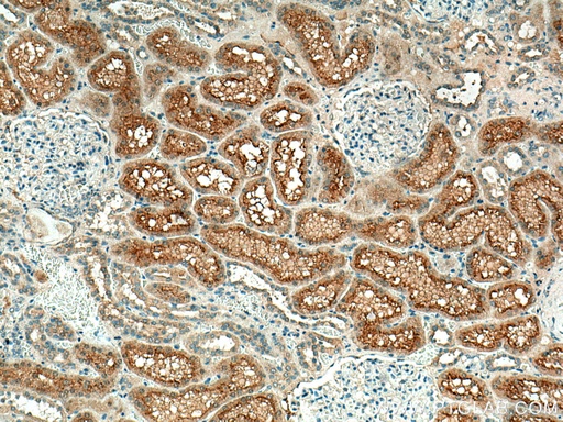 [15556-1-AP-150UL] Syntaxin 3 Polyclonal antibody